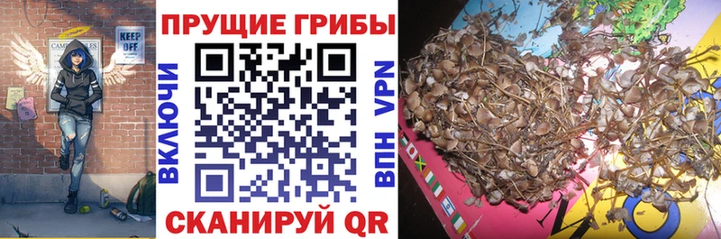 kraken вход  купить наркотики сайты  Воркута  Псилоцибиновые грибы Psilocybine cubensis 